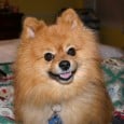 Pepper the Bottle Show Dog By Bill Baab RAYMORE, Mo. – “Pepper,” the 13-year-old Pomeranian (AKC registered name Sultan Pepper) owned by Wayne and June […]